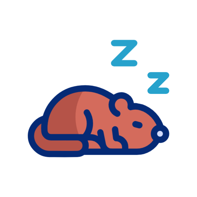 dia da marmota animated icon dia da marmota animated icon